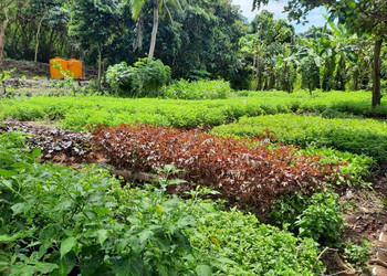 The Lembongan  Compost and Community Garden is thriving! 