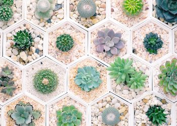Succulents: Your New Low-maintenance and Low-cost Hobby