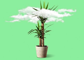 Clean Your Air with Plants! 
