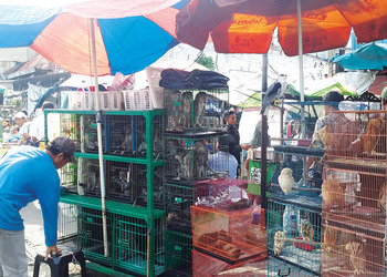 Illegal Wildlife Trade in Jakarta