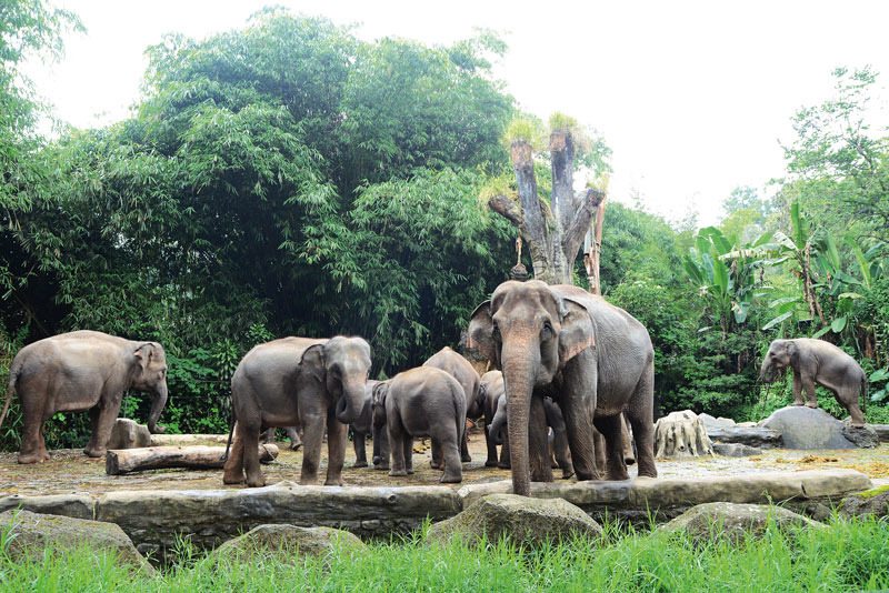 Take A Wild Ride at Taman Safari  Indonesia NOW JAKARTA