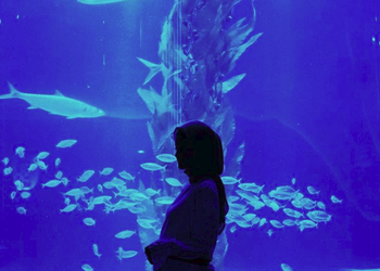 Jakarta Aquarium, An Ocean Entertainment & Conservation Site in the City