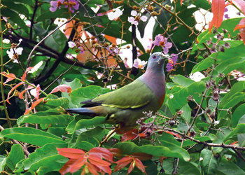 Jakarta Bird Watcher Society: Observing The Twitterers 