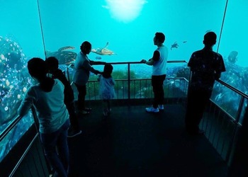 Jakarta Aquarium Provides Education and Entertainment