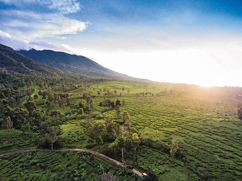 Tea plantation in Puncak, Bogor