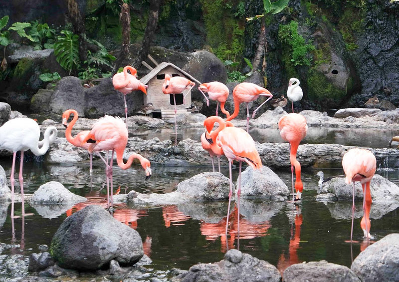 Exploring Indonesia’s Most Iconic Zoos | NOW! JAKARTA