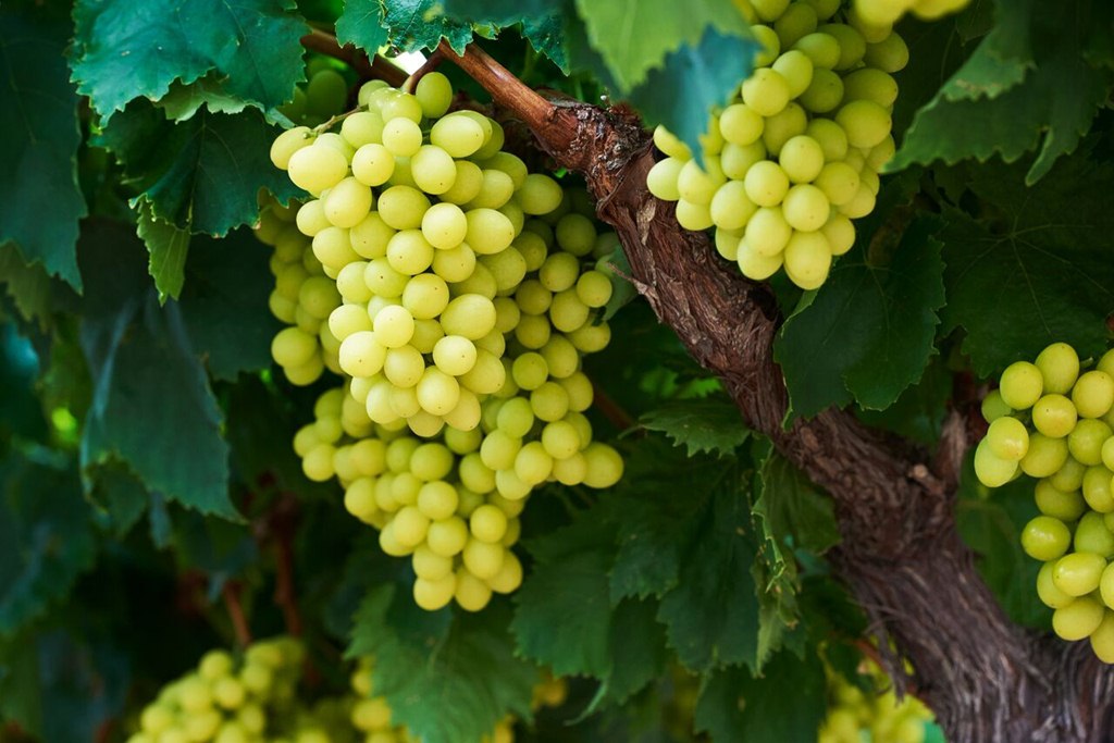 Taste Australia: Australian Grapes Now Available in Indonesian ...