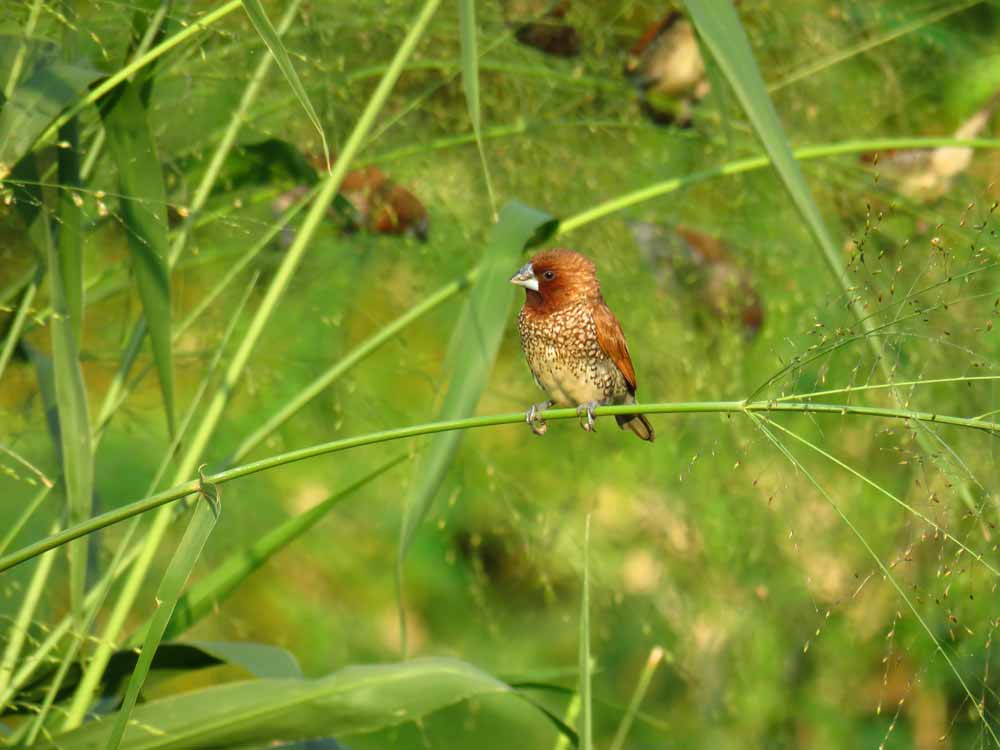 bird-watching-in-jakarta-now-jakarta